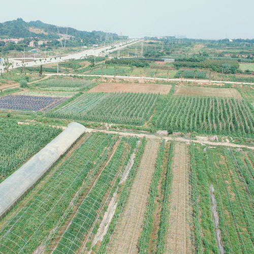 云南基地种植基地深圳市葡萄视频APP官网下载安装农产品实业有限公司